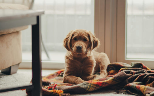 Golden Retriever Puppy Deposit