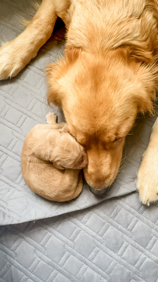 Golden Retriever Puppy Deposit