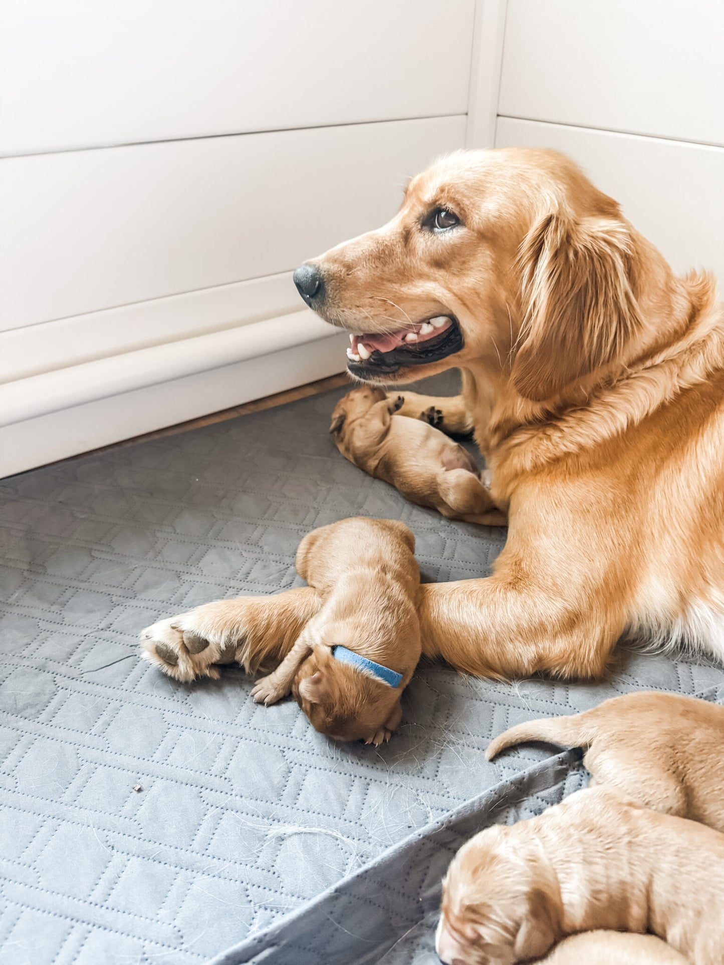 Golden Retriever Puppy Deposit