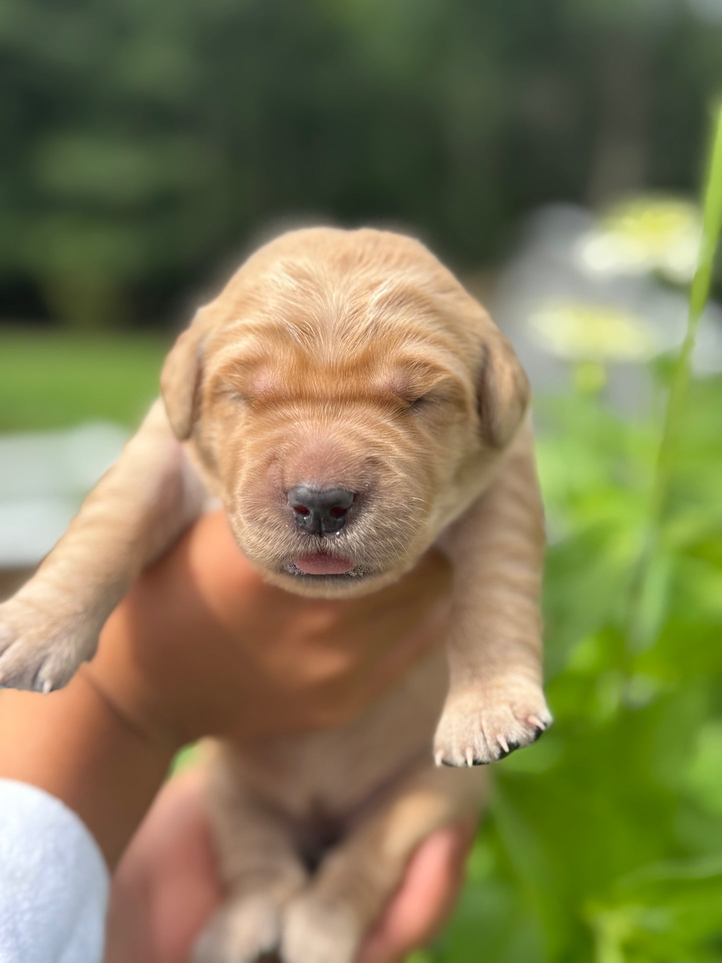 Golden Retriever Puppy Deposit