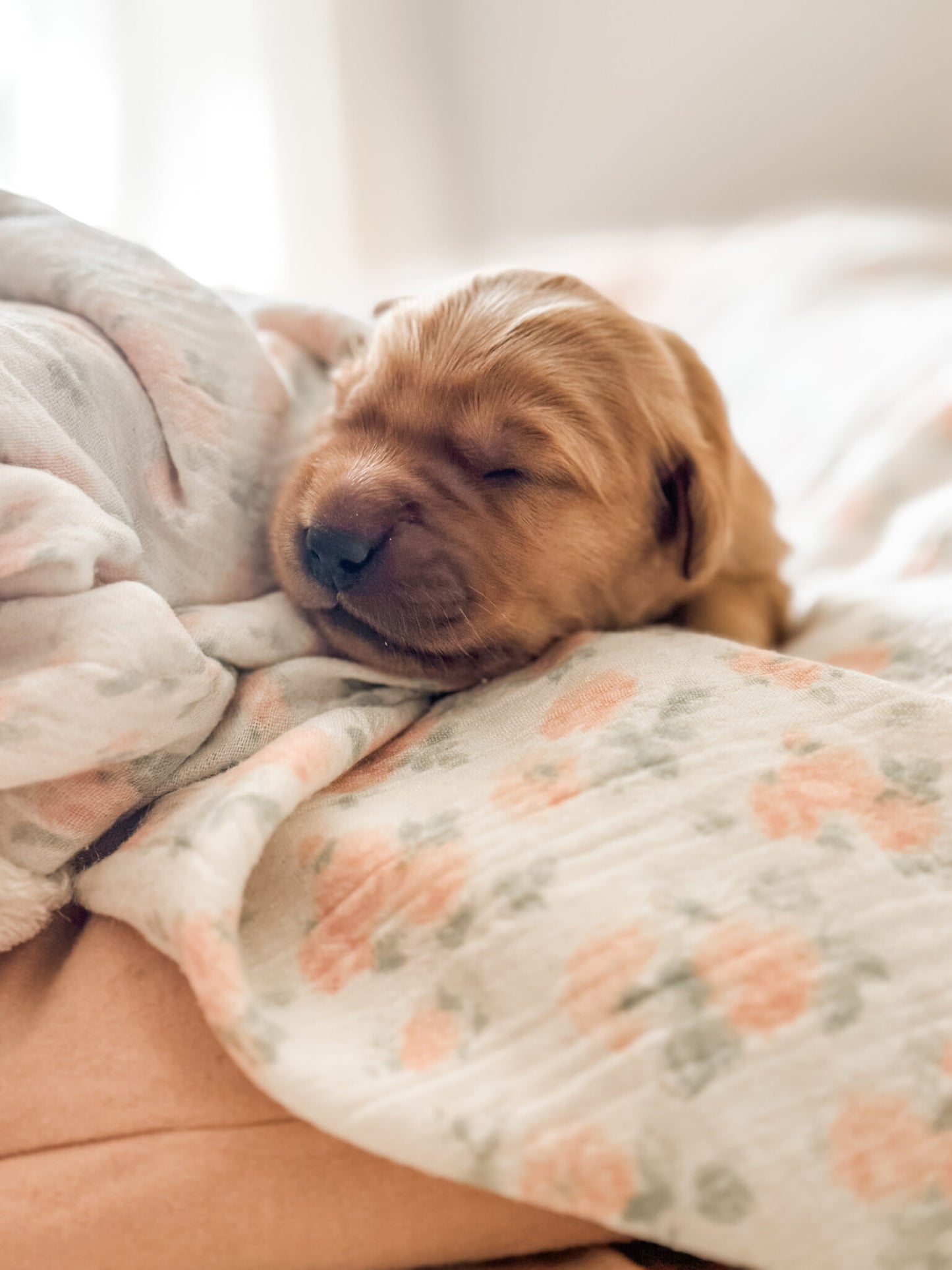Golden Retriever Puppy Deposit