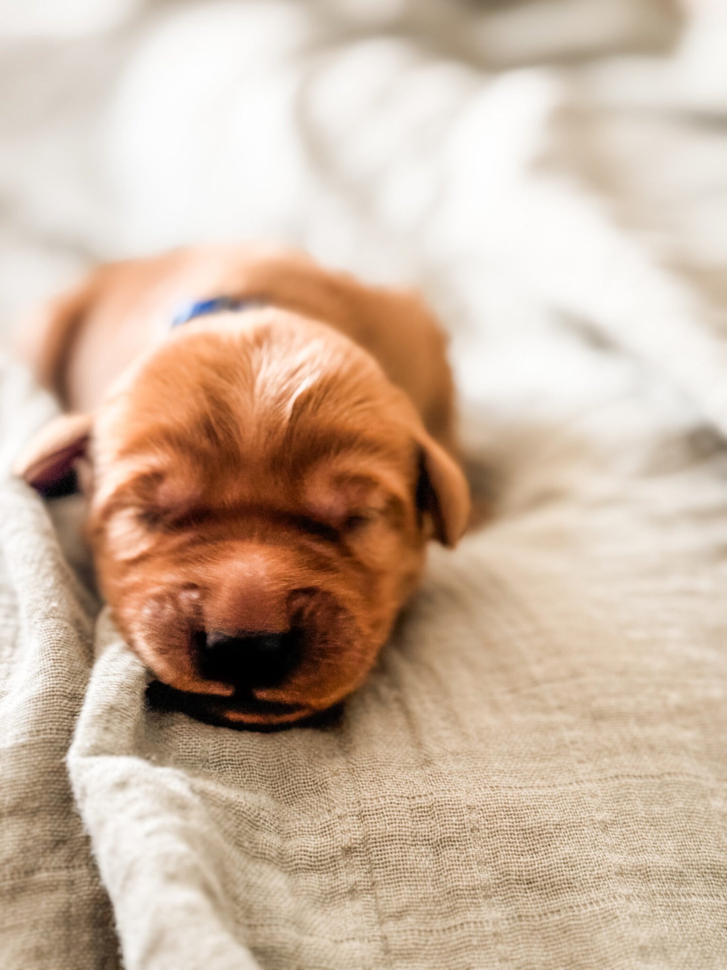 Golden Retriever Puppy Deposit