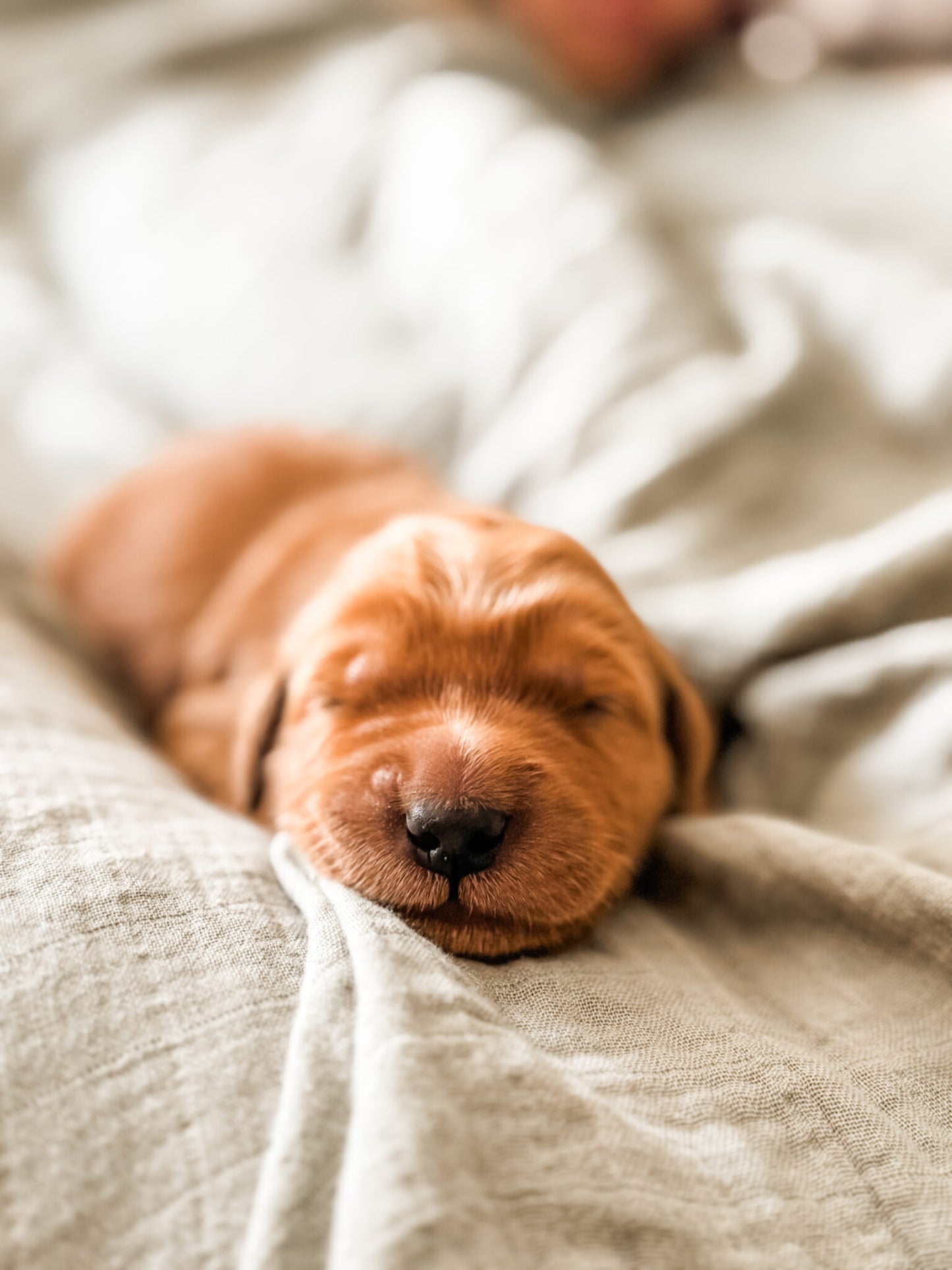 Golden Retriever Puppy Deposit